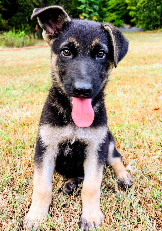 Buddy – German Shepherd Dog puppy for sale in Centerville, TN