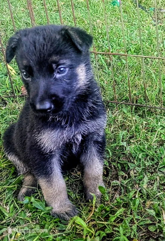 Buddy – German Shepherd Dog puppy for sale in Centerville, TN