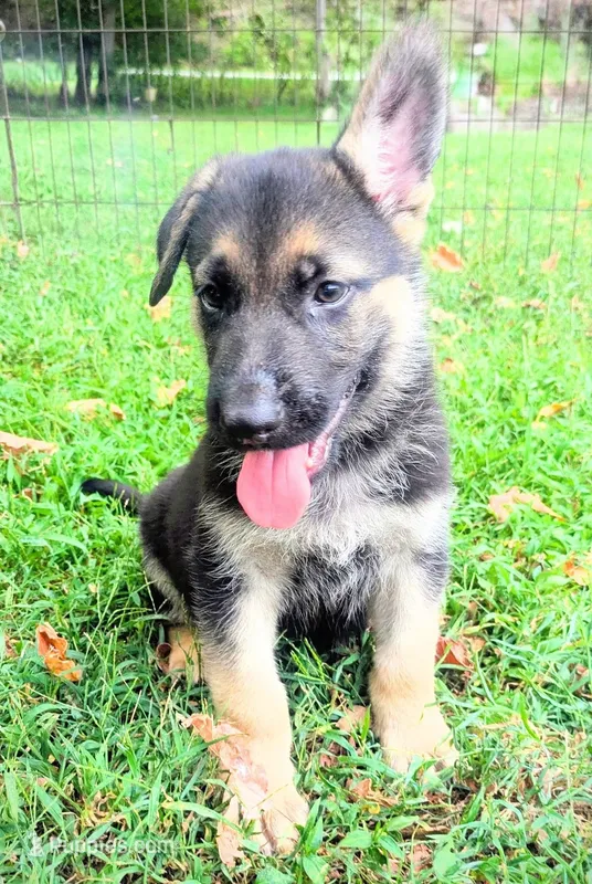 Rocky – German Shepherd Dog puppy for sale in Centerville, TN