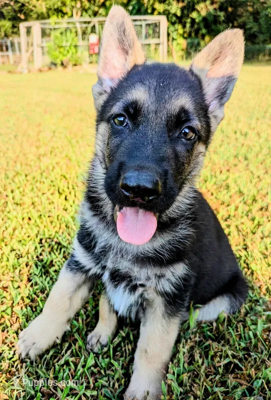 Max – German Shepherd Dog puppy for sale in Centerville, TN