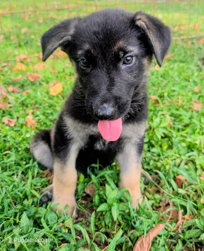 Buddy – German Shepherd Dog puppy for sale in Centerville, TN