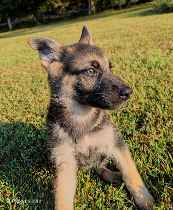Rocky – German Shepherd Dog puppy for sale in Centerville, TN