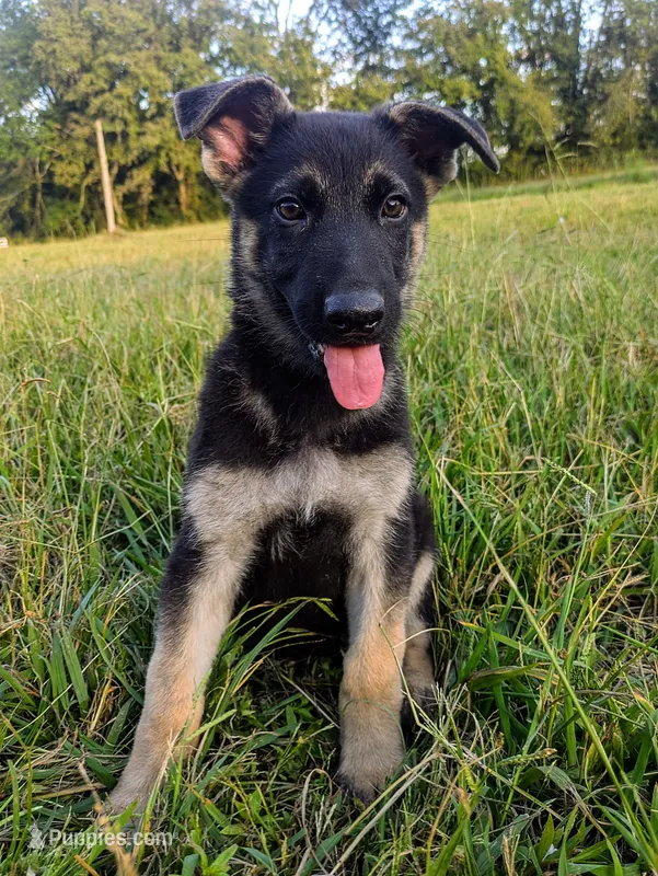 Buddy – German Shepherd Dog puppy for sale in Centerville, TN