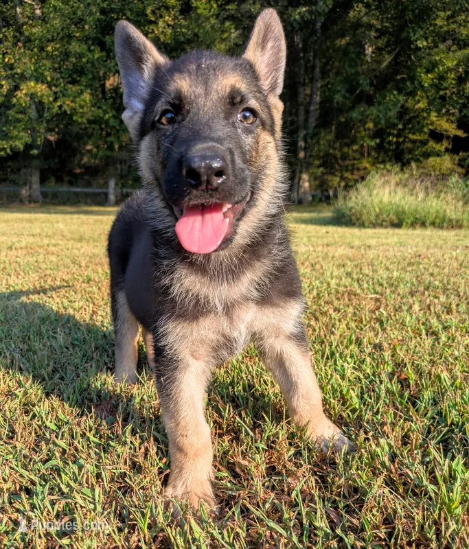 Max – German Shepherd Dog puppy for sale in Centerville, TN