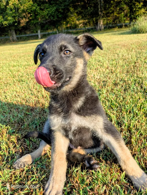 Buddy – German Shepherd Dog puppy for sale in Centerville, TN