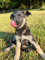 Buddy, a male German Shepherd Dog for sale in Centerville, TN – 1 of 2
