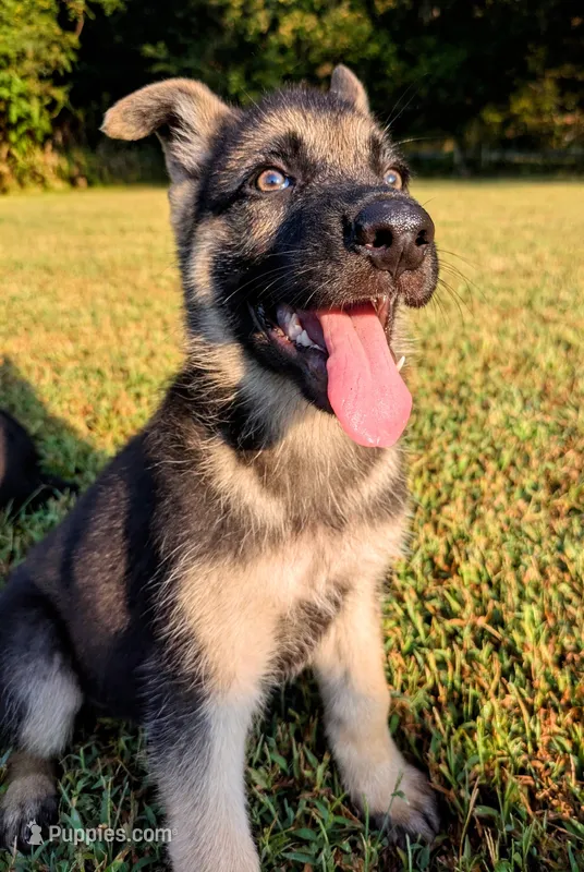 Rocky – German Shepherd Dog puppy for sale in Centerville, TN
