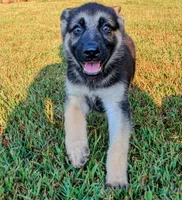 Max, a male German Shepherd Dog for sale in Centerville, TN – 2 of 3