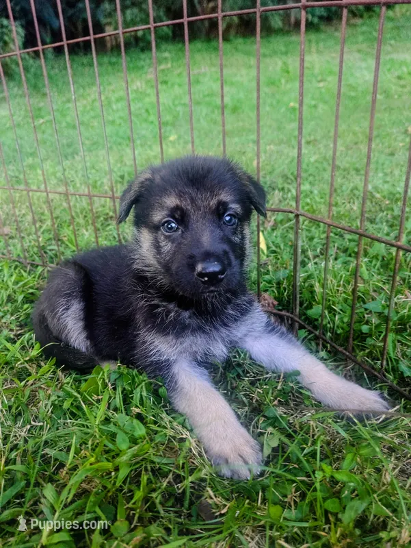 Rocky – German Shepherd Dog puppy for sale in Centerville, TN