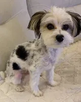 Chippy, a male Morkie for sale in Summerfield, FL – Photo 2 of 2