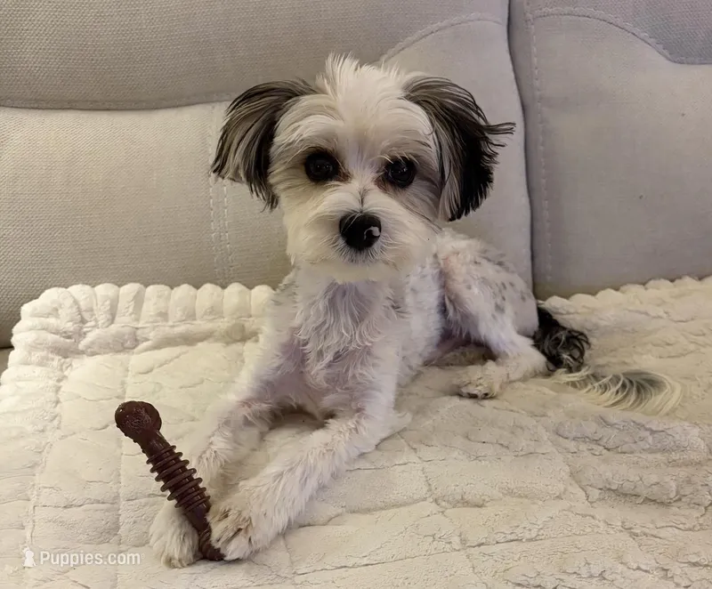 Chippy – Morkie puppy for sale in Summerfield, FL