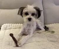 Chippy, a male Morkie for sale in Summerfield, FL – Photo 1 of 2