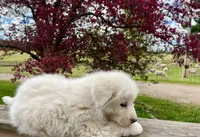 BUDDY, a male Akbash and Maremma Sheepdog for sale in Sheldon, WI – 2 of 4