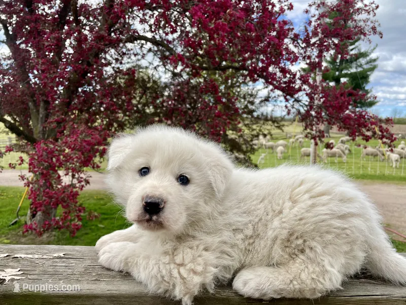BUDDY – Akbash, Maremma Sheepdog puppy for sale in Sheldon, WI