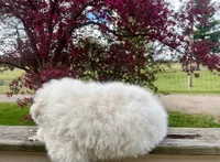 SHEILA, a female Akbash and Maremma Sheepdog for sale in Sheldon, WI – 3 of 4