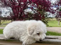 SHEILA, a female Akbash and Maremma Sheepdog for sale in Sheldon, WI – 2 of 4