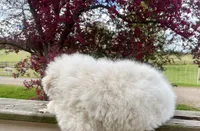 SHEILA, a female Akbash and Maremma Sheepdog for sale in Sheldon, WI – 4 of 4