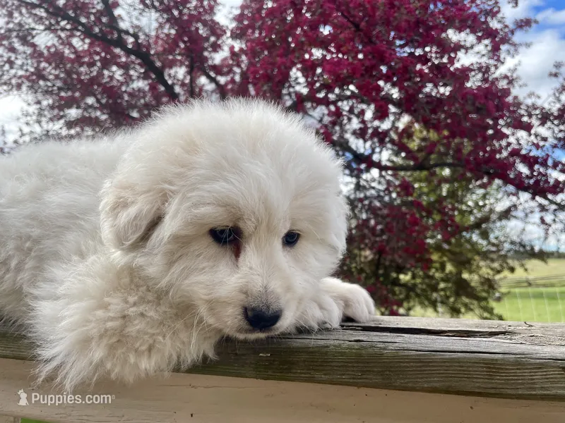 SHEILA – Akbash, Maremma Sheepdog puppy for sale in Sheldon, WI