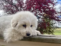 SHEILA, a female Akbash and Maremma Sheepdog for sale in Sheldon, WI – 1 of 4