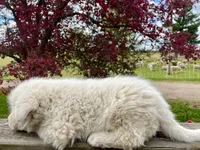 BUDDY, a male Akbash and Maremma Sheepdog for sale in Sheldon, WI – 4 of 4
