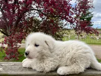 BUDDY, a male Akbash and Maremma Sheepdog for sale in Sheldon, WI – 3 of 4