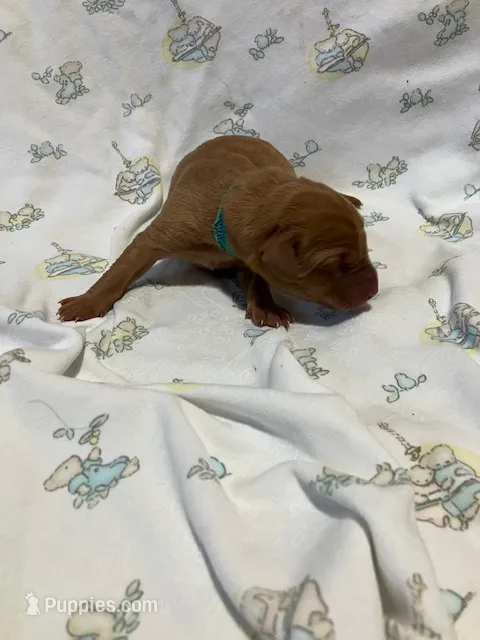 #6 – Labrador Retriever puppy for sale in Stacy, MN