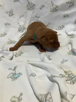 #6, a female Labrador Retriever for sale in Stacy, MN – 1 of 1