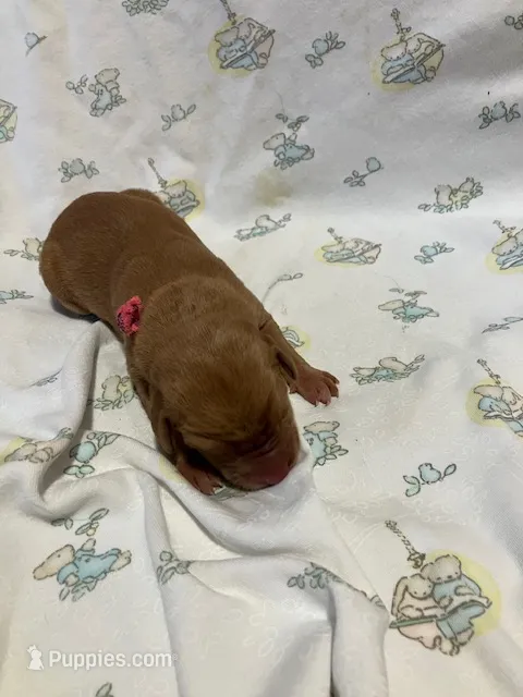 #5 – Labrador Retriever puppy for sale in Stacy, MN