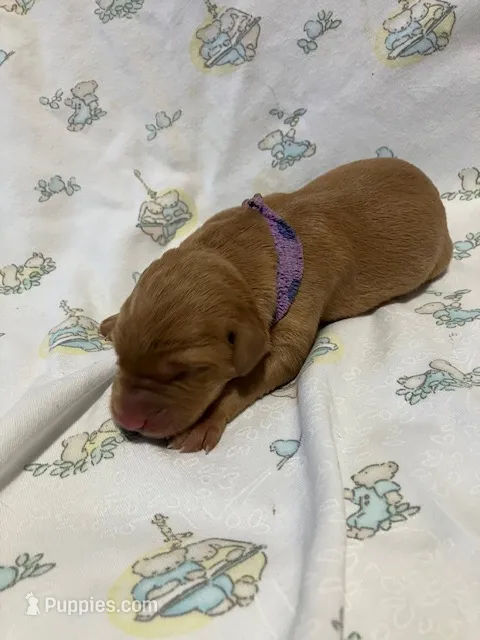 #4 – Labrador Retriever puppy for sale in Stacy, MN
