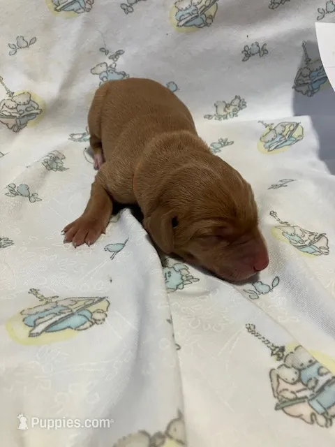 #2 – Labrador Retriever puppy for sale in Stacy, MN