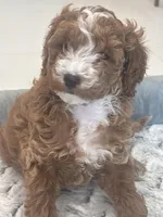 Lilly Grace, a female Miniature Goldendoodle for sale in Pembroke Pines, FL – Photo 3 of 5