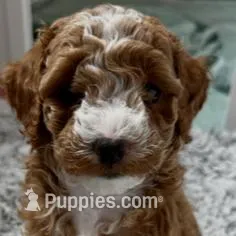 Lilly Grace – Goldendoodle puppy for sale in Pembroke Pines, FL