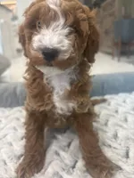 Lilly Grace, a female Miniature Goldendoodle for sale in Pembroke Pines, FL – Photo 4 of 5