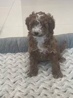 Lilly Grace, a female Miniature Goldendoodle for sale in Pembroke Pines, FL – Photo 2 of 5