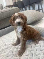 Lilly Grace, a female Miniature Goldendoodle for sale in Pembroke Pines, FL – Photo 5 of 5
