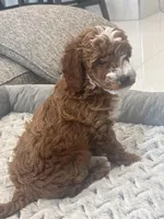 Max, a female Miniature Goldendoodle for sale in Pembroke Pines, FL – Photo 4 of 6