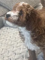 Max, a female Miniature Goldendoodle for sale in Pembroke Pines, FL – Photo 6 of 6