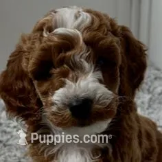 Max, a female Goldendoodle for sale in Pembroke Pines, FL – Photo 2 of 3