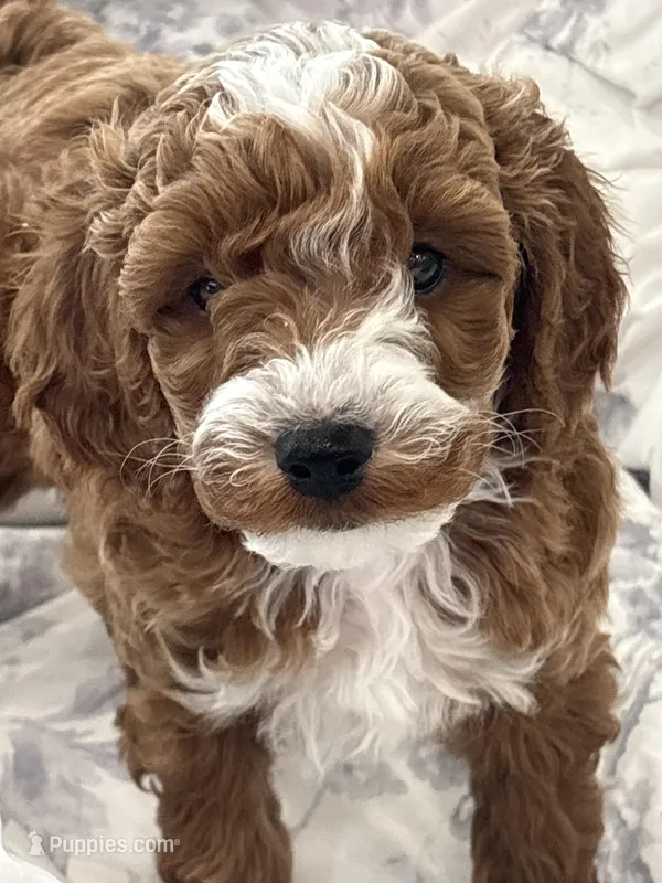 Max – Goldendoodle puppy for sale in Pembroke Pines, FL