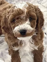 Max, a female Goldendoodle for sale in Pembroke Pines, FL – Photo 1 of 3