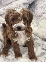 Max, a female Goldendoodle for sale in Pembroke Pines, FL – Photo 3 of 3