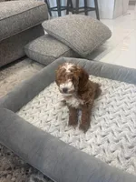 Max, a female Miniature Goldendoodle for sale in Pembroke Pines, FL – Photo 5 of 6