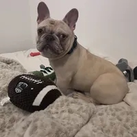 Porkchop, a male French Bulldog for sale in Overbrook, KS – Photo 3 of 3