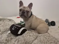 Porkchop, a male French Bulldog for sale in Overbrook, KS – Photo 3 of 3