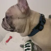 Porkchop, a male French Bulldog for sale in Overbrook, KS – Photo 2 of 3