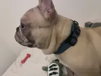 Porkchop, a male French Bulldog for sale in Overbrook, KS – Photo 2 of 3