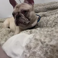 Porkchop, a male French Bulldog for sale in Overbrook, KS – Photo 1 of 3