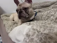 Porkchop, a male French Bulldog for sale in Overbrook, KS – Photo 1 of 3