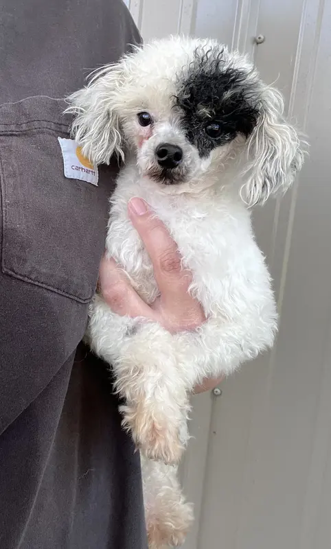 Akc black phantom parti