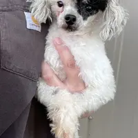 Akc black phantom parti, a male Poodle - Toy  for sale in Overbrook, KS – Photo 1 of 3